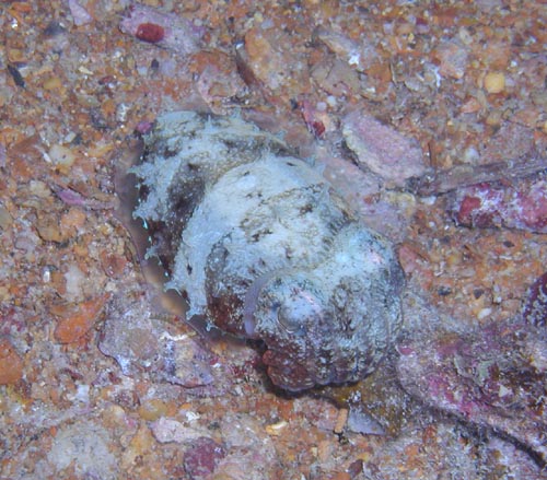 small cuttlefish.jpg